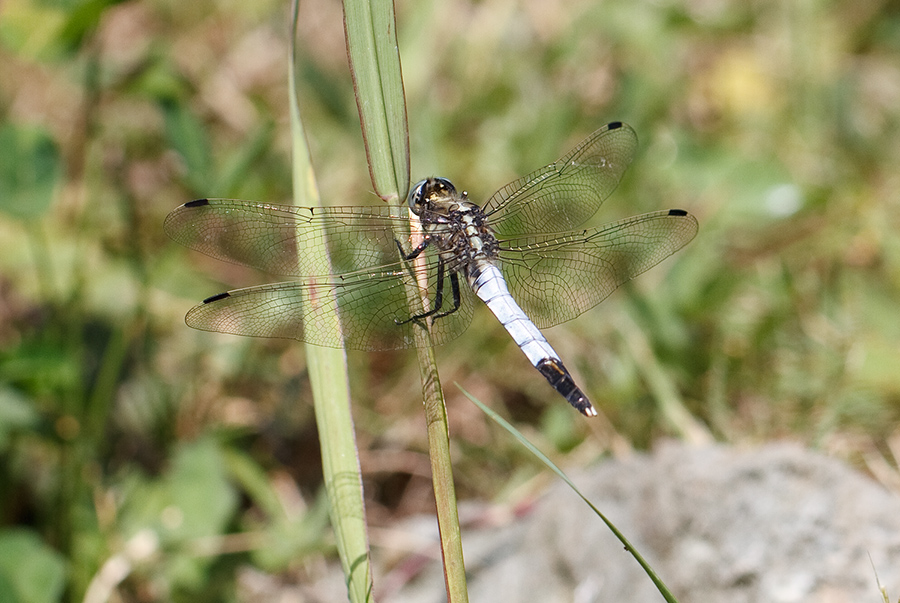 Orthetrum albistylum maschio